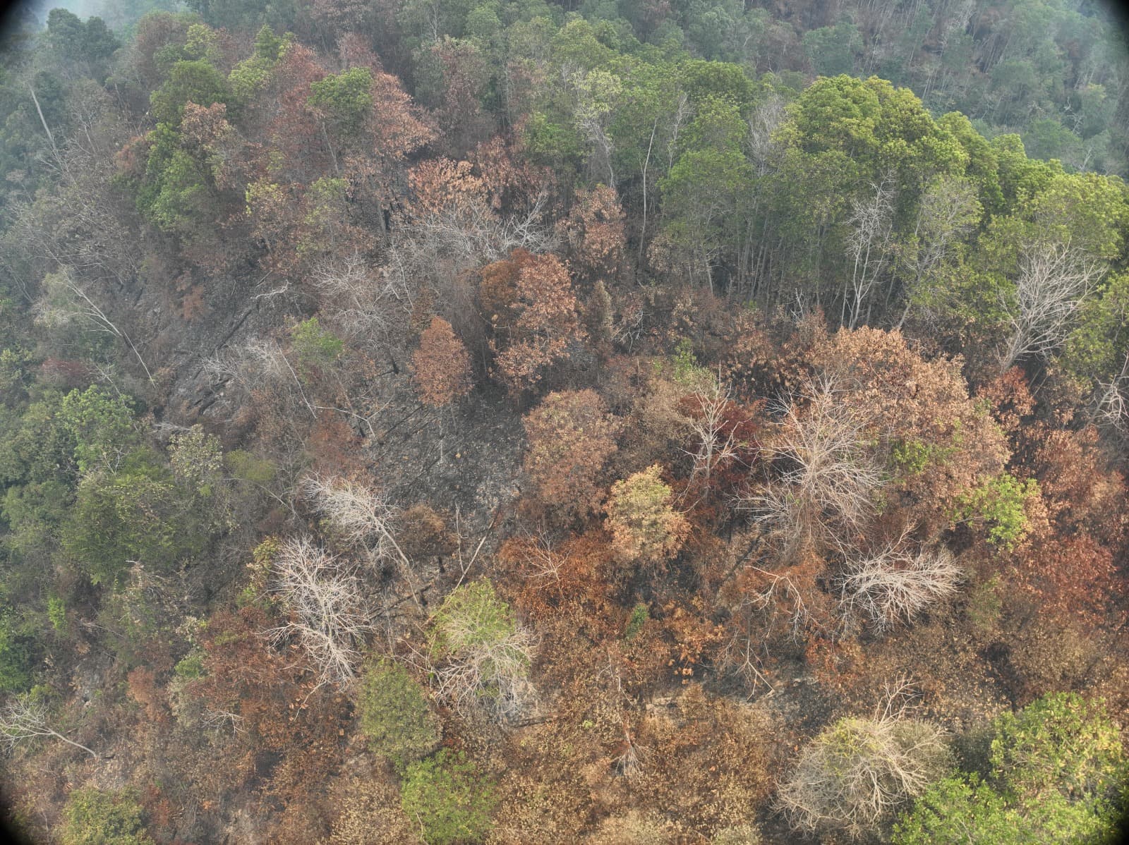 Betahutan