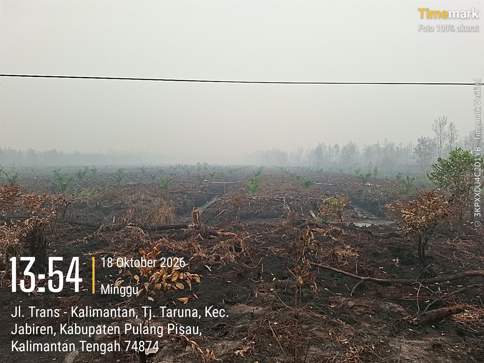 Sawit di Tengah Lahan Terbakar - gambar 5