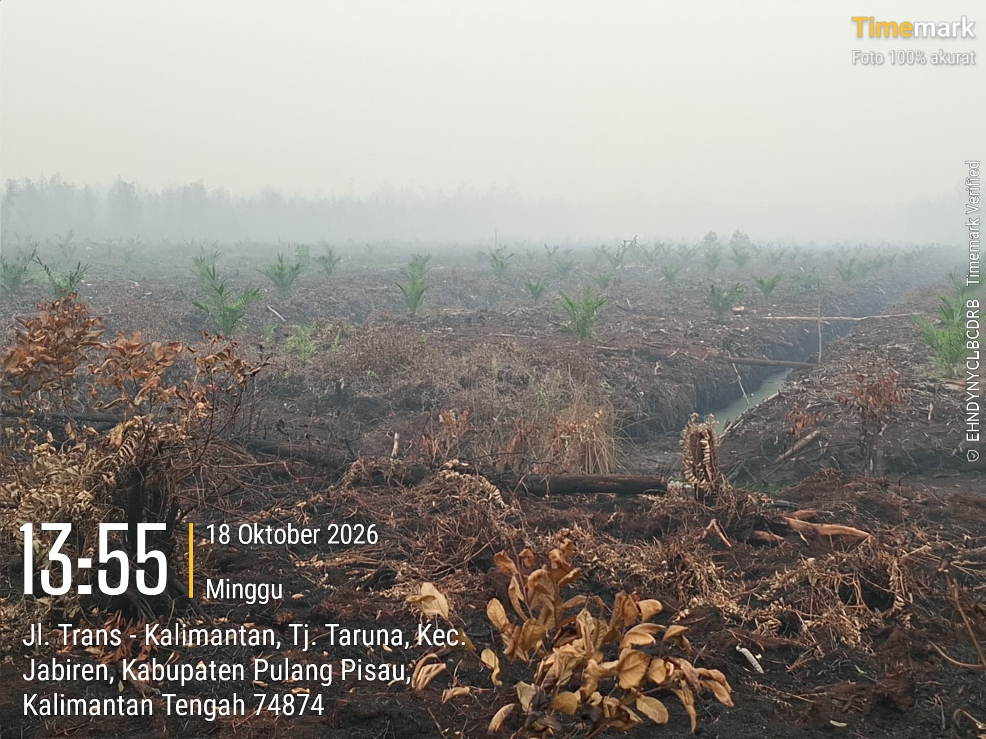 Sawit di Tengah Lahan Terbakar - gambar 4